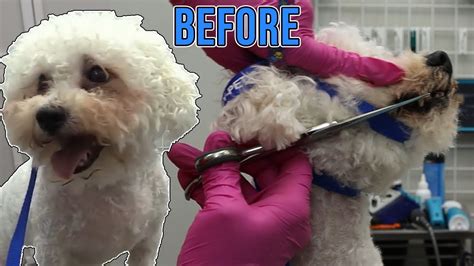 Bichon Frise Grooming Face Trim - YouTube