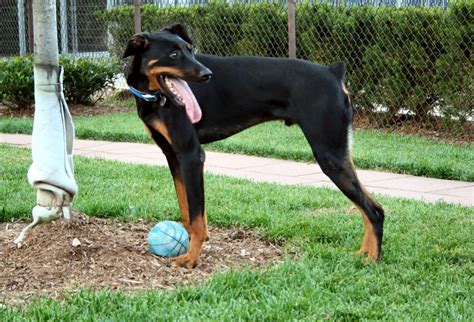 Wonderful Dobie Boy Needs a Forever Home NSALA NY | Doberman Forum : Doberman Breed Dog Forums