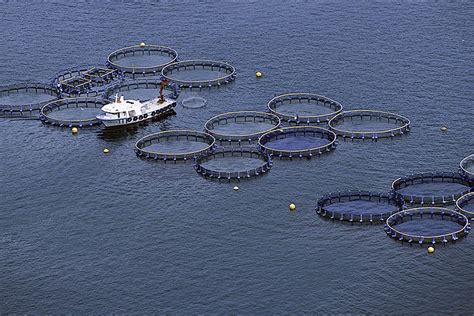 Federal regulations issued for large-scale fish farming - National Agricultural Law Center