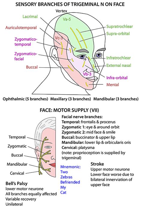 Instant Anatomy - Head and Neck - Nerves - Cranial - VII supplying face