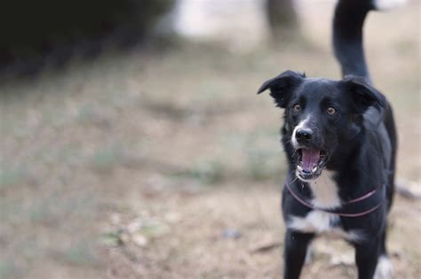 How to Train Your Older Dog to Stop Barking - Wag!