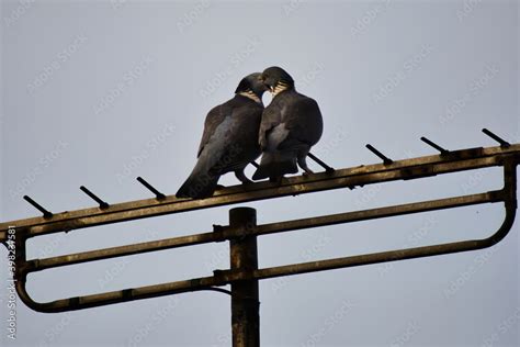 Mother Pigeon feeding to her little baby bird pigeon Stock Photo ...