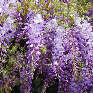 Wisteria Vine Seeds Highly Prized Flowering Plant for - Etsy