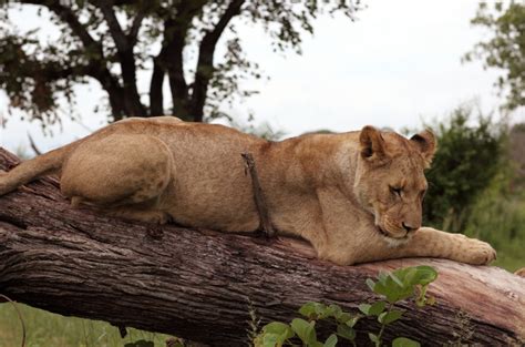 Wildlife, lion, Zambia - Dietmar Temps, photography