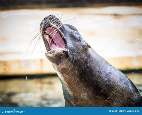 Funny Sea Lion Acting for the Public Stock Photo - Image of intelligent ...