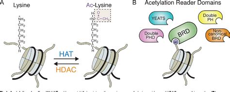 Figure 1 from Acetylation Reader Proteins: Linking Acetylation Signaling to Genome Maintenance ...