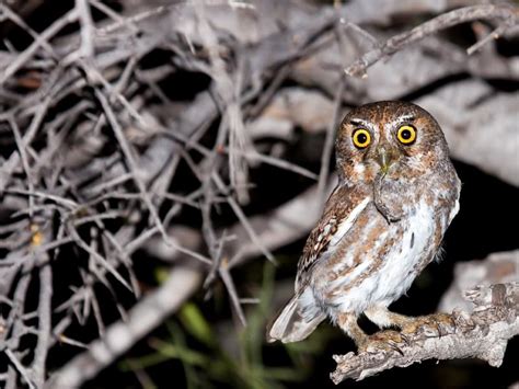 Elf Owl Bird Facts (Micrathene whitneyi) | Birdfact