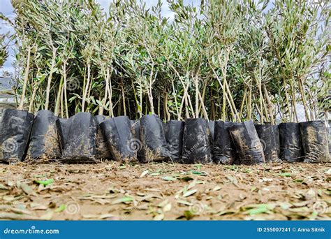 Olive Tree Seedlings in Plant Nursery Prepared for Sale. Lower Angle ...