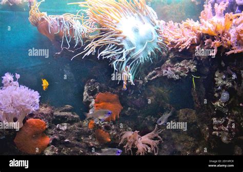 Sea water aquarium Stock Photo - Alamy