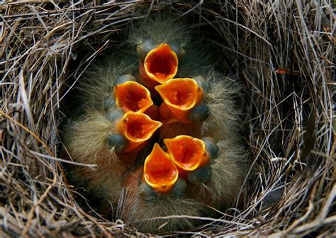 baby birds in nest, ready for lunch photo | World birds, Birds, Animal photography