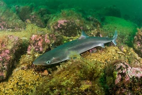 Spiny Dogfish - A-Z Animals