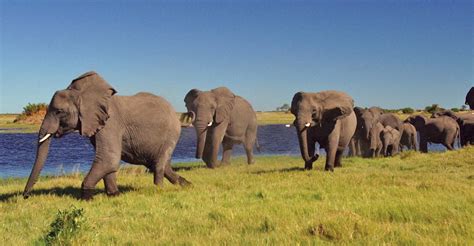 Botswana Namibia Safari | African Safaris | Natural Habitat Adventures