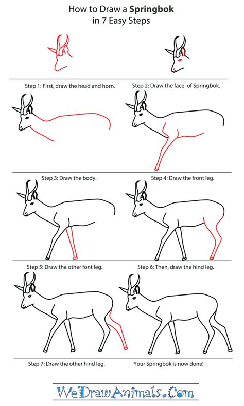 How to Draw a Springbok