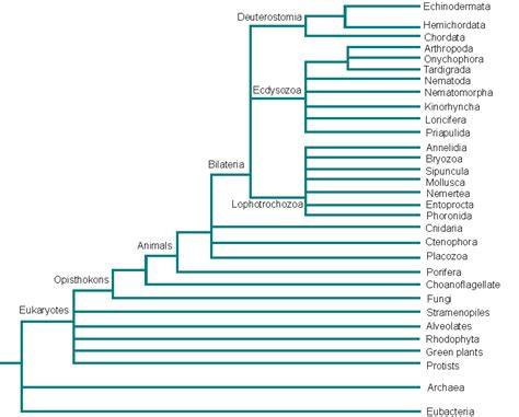 Animal Cognition - Phylogeny