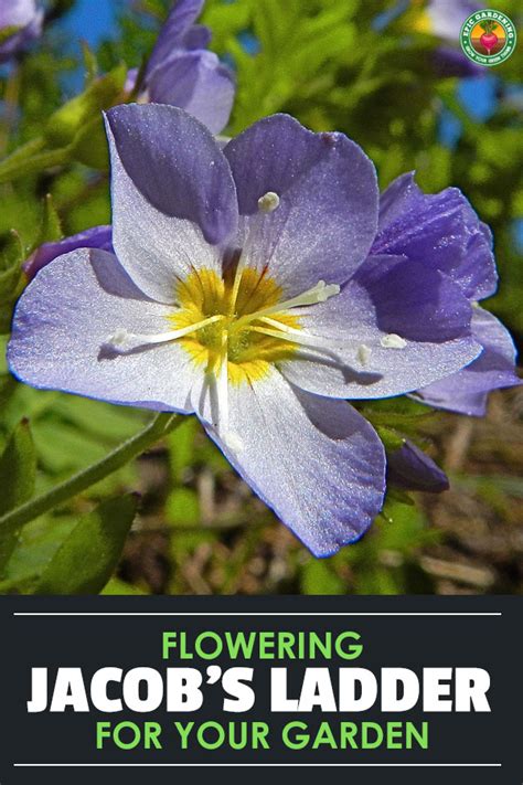 Jacob's Ladder Plant Care: Growing Polemonium Caeruleum | Epic Gardening