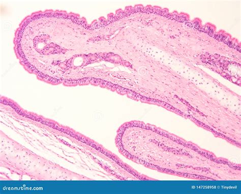 Histology Of Trachea Human Tissue Stock Photography | CartoonDealer.com ...