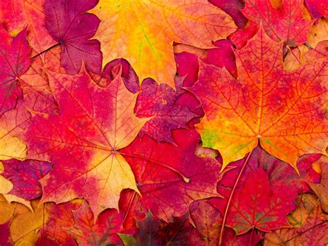 Is It 'Autumn' or 'Fall'? | Merriam-Webster