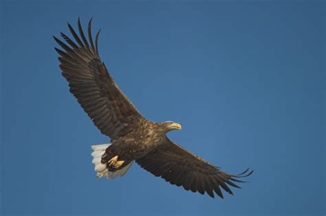 White-tailed eagles set for return to East Anglia – Natural England