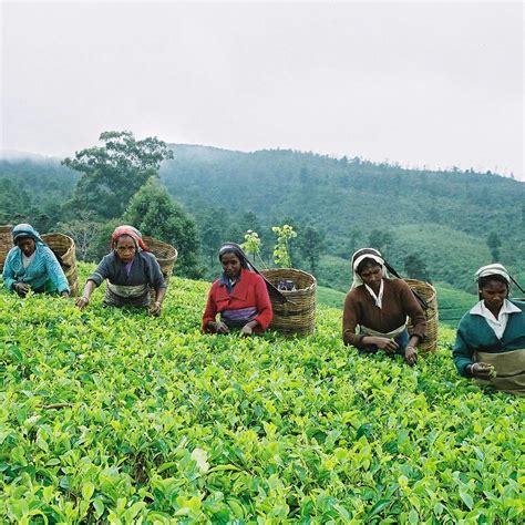 Story of Ceylon Tea - Ceylon Tea