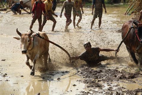 Pacu Jawi, Balapan Sapi yang Paling Fenomenal | SUPERLIVE