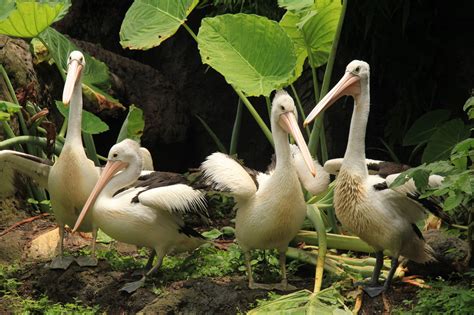 Simak Fakta Menarik Burung Pelikan - Taman Safari Bali