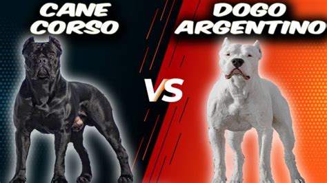 67+ Cane Corso Vs Dogo Argentino Who Would Win Photo - Codepromos