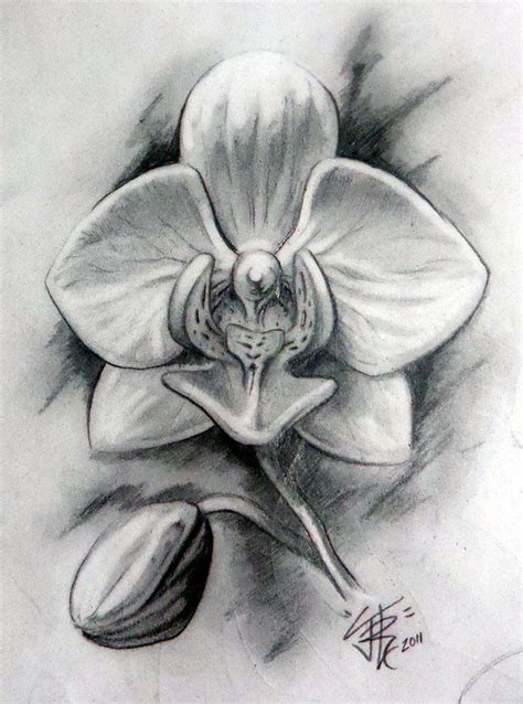 Google Image Result for http://th05.deviantart.net/fs71/PRE/i/2011/342/d/c/orchid_in_graphite_by ...