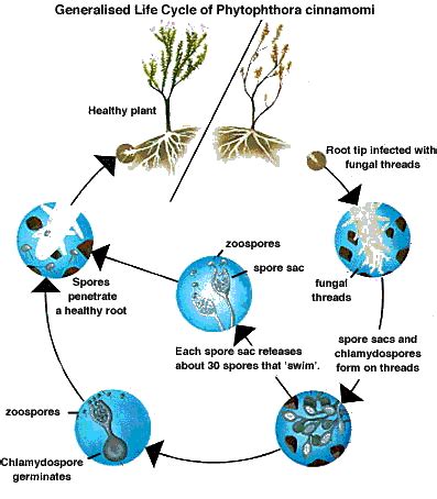 What is Phytophthora cinnamomi? | Department of Natural Resources and ...