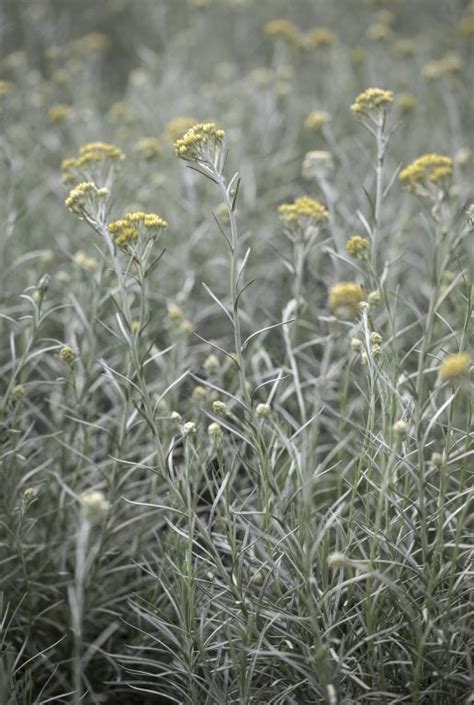 Helichrysum italicum Seeds £2.45 from Chiltern Seeds - Chiltern Seeds Secure Online Seed ...