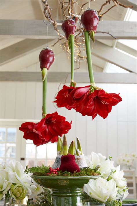 upside-down-waxed-amaryllis-flowers Amaryllis Plant, Amaryllis Flowers, Amaryllis Bulbs, Bulb ...