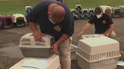 Texas animal shelters transporting animals to East Coast ahead of ...