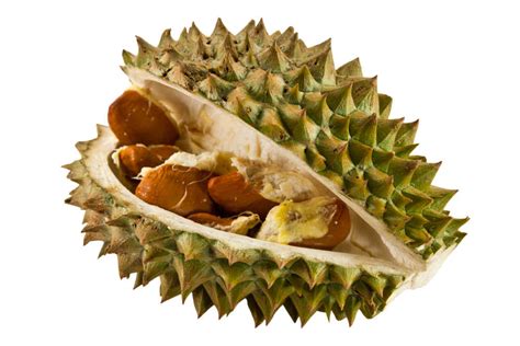 Can Dogs Eat Durian? What You Need To Know - Spoiled Hounds