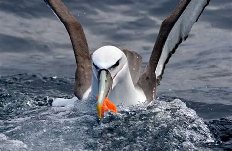 Albatross - Description, Habitat, Image, Diet, and Interesting Facts