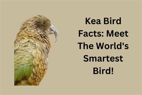 Kea Bird Facts: Meet The World's Smartest Bird!