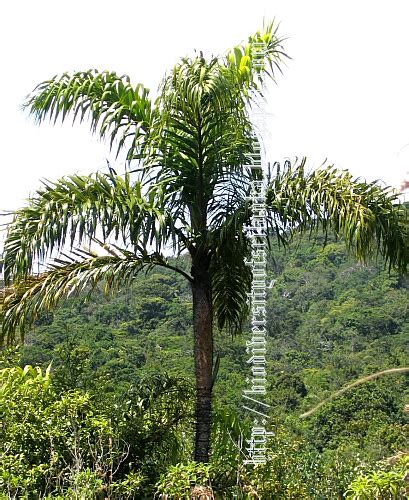 Biodiversity of Sri Lanka: කටු කිතුල්[Katu Kithul] (Oncosperma fasciculatum)