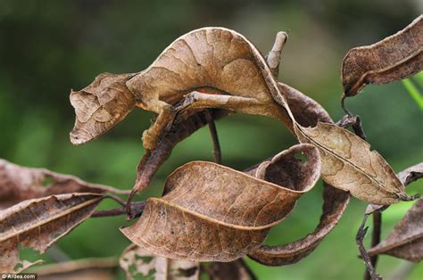 Devil in the detail: The stunning Satanic leaf-tailed gecko lizard that masters its disguise to ...