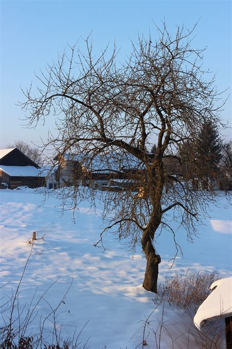 Snow,winter,january,tree,cold - free image from needpix.com