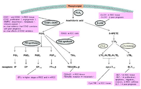 Prostaglandins and leukotrienes synthesis pathways and receptors... | Download Scientific Diagram