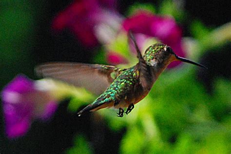 Flying hummingbird