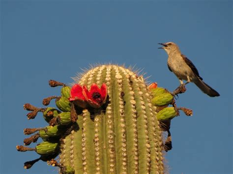 Desert Colors: Birds on Saguaros