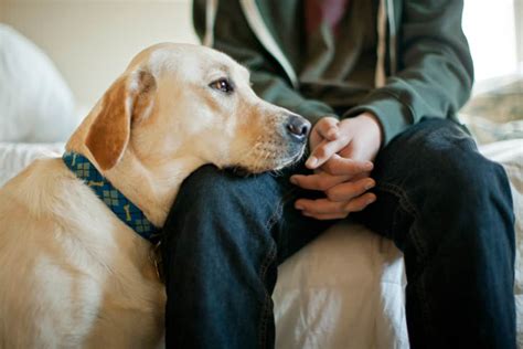 Why Do Dogs Put Their Head On You? – Pet Advisers