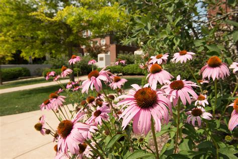 Virtual summer Quad tour | Events - Illinois State