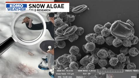 Pink snow algae research grows