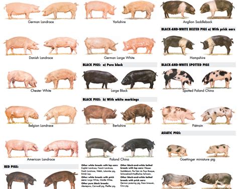 Pig breeds, Baby farm animals, Pig farming