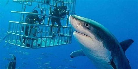 Meet Deep Blue, The Largest Great White Shark Ever Caught On Camera - The Dodo