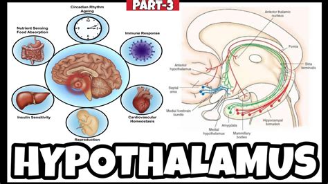 (3/3) Hypothalamus Structure and Function - Nuroanatomy | Thermoregulation, Hunger | Become ...