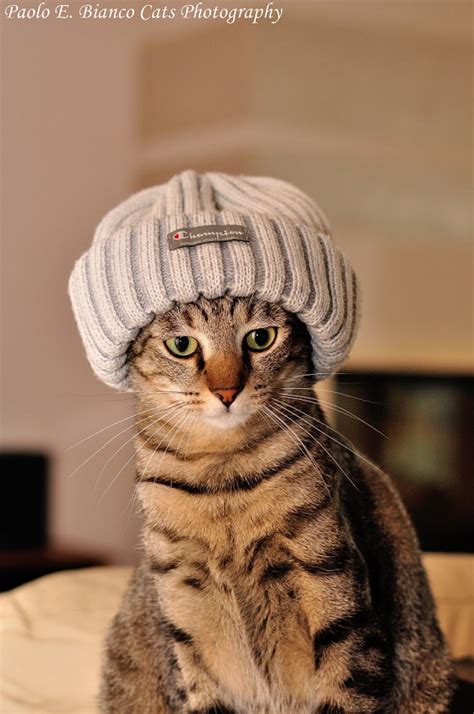 19 Adorable Pictures of Cats in Hats