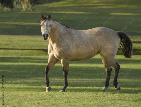 Dappled buckskin palomino Quarter horse stallion Stock Photo | Adobe Stock