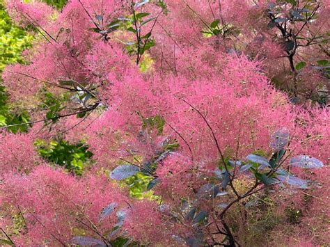 Smoke bush, Cotinus coggygria, is deciduous shrub that's also commonly ...