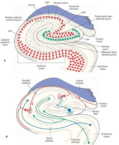 Hippocampus Anatomy - Anatomical Charts & Posters